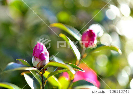 近所で見た山茶花 近所で見た山茶花 136313745