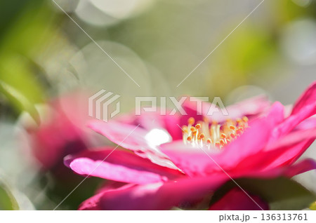 近所で見た山茶花 近所で見た山茶花 136313761