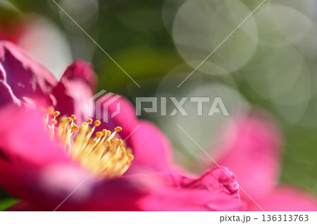 近所で見た山茶花 近所で見た山茶花 136313763