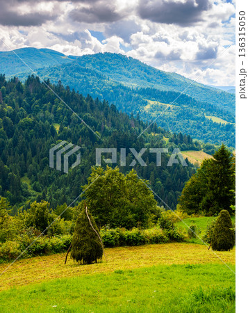 rural mountain in summer. field on the hill with cloudy sky. beautiful view of a rolling countryside landscape of ukraine. green grass and lush forest. nature scenery in dramatic weather rural mountain in summer. field on the hill with cloudy sky. beautiful view of a rolling countryside landscape of ukraine. green grass and lush forest. nature scenery in dramatic weather 136315050