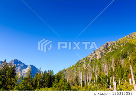 forest on mountain in summer. alpine coniferous tree on the tatra slopes under blue sky. beautiful poland nature scenery with rocky peaks in morning light. majestic place forest on mountain in summer. alpine coniferous tree on the tatra slopes under blue sky. beautiful poland nature scenery with rocky peaks in morning light. majestic place 136315058