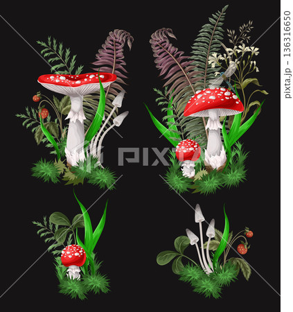 Compositions with Fly agarics, mushroom, and plants isolated. Vector. Compositions with Fly agarics, mushroom, and plants isolated. Vector. 136316650