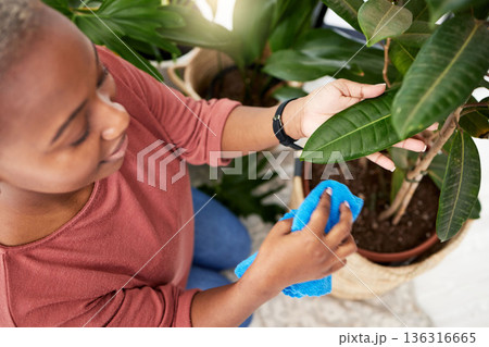 Gardening, cleaning plants and a black woman wiping a leaf in her home for disinfection from above. Spring, care and growth with a young female gardener growing greenery in a house for sustainability 136316665