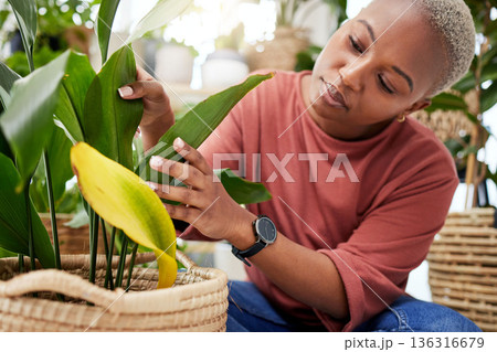 Plant, retail and shopping with black woman in small business for agriculture, quality assurance and gardening. Ecology, spring and inventory with person in nursery store for environment and check Plant, retail and shopping with black woman in small business for agriculture, quality assurance and gardening. Ecology, spring and inventory with person in nursery store for environment and check 136316679
