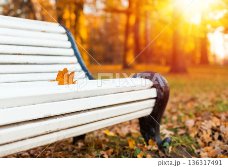 White wooden bench in autumn park. Seasonal fall nature on sunset with sun beams White wooden bench in autumn park. Seasonal fall nature on sunset with sun beams 136317491