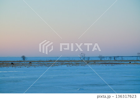 冬の野付半島 136317623