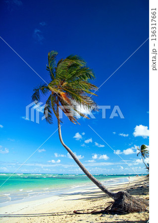 Beautiful beach with a blue caribbean sea and palm trees in the background. The coastline is empty and the water is calm Beautiful beach with a blue caribbean sea and palm trees in the background. The coastline is empty and the water is calm 136317661