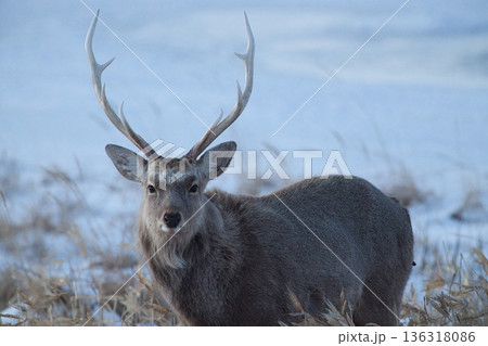 エゾシカ 136318086