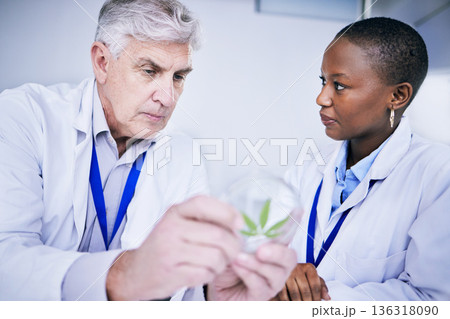 Weed, petri dish and scientist people for research, growth analysis and cannabis medicine solution, advice and study. Training, science and medical mentor, woman or student for cbd test in laboratory Weed, petri dish and scientist people for research, growth analysis and cannabis medicine solution, advice and study. Training, science and medical mentor, woman or student for cbd test in laboratory 136318090