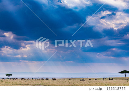 Kenya Photographers By Antony Trivet Photography Kenya Photographers By Antony Trivet Photography 136318755