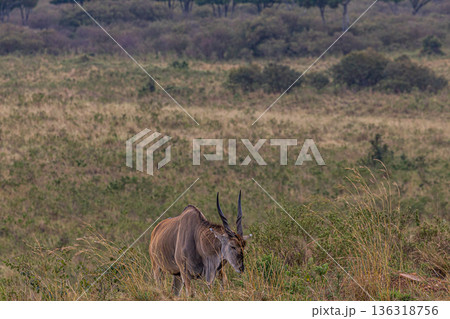 Kenya Photographers By Antony Trivet Photography Kenya Photographers By Antony Trivet Photography 136318756