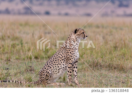 Kenya Photographers By Antony Trivet Photography 136318848