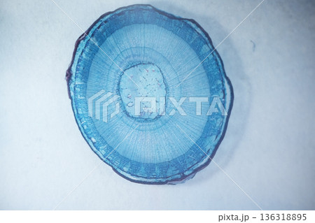 Virus molecule, closeup and lab for science, medical research or study for biology in pharma industry. Zoom, atom or cell of bacteria for data, microscope view or investigation for health innovation Virus molecule, closeup and lab for science, medical research or study for biology in pharma industry. Zoom, atom or cell of bacteria for data, microscope view or investigation for health innovation 136318895