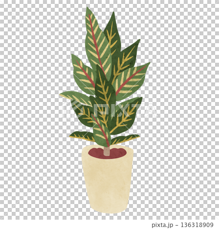 克羅頓盆栽植物水彩手繪插圖 136318909