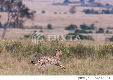 Kenya Photographers By Antony Trivet Photography Kenya Photographers By Antony Trivet Photography 136318923
