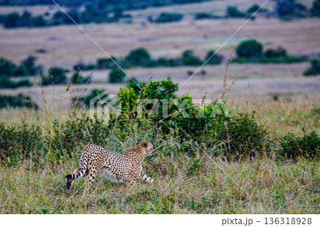 Kenya Photographers By Antony Trivet Photography Kenya Photographers By Antony Trivet Photography 136318928
