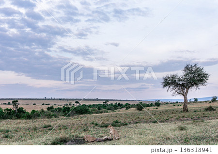 Kenya Photographers By Antony Trivet Photography Kenya Photographers By Antony Trivet Photography 136318941