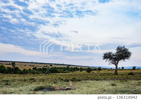 Kenya Photographers By Antony Trivet Photography Kenya Photographers By Antony Trivet Photography 136318942