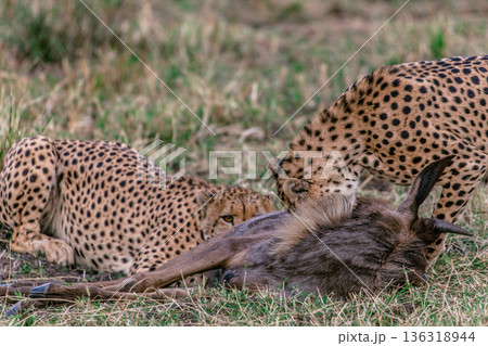 Kenya Photographers By Antony Trivet Photography Kenya Photographers By Antony Trivet Photography 136318944