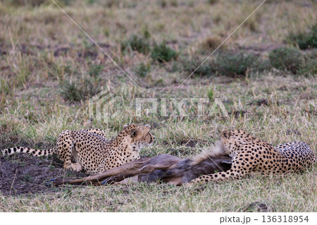 Kenya Photographers By Antony Trivet Photography Kenya Photographers By Antony Trivet Photography 136318954