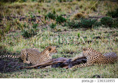 Kenya Photographers By Antony Trivet Photography Kenya Photographers By Antony Trivet Photography 136318955