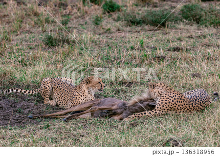 Kenya Photographers By Antony Trivet Photography 136318956