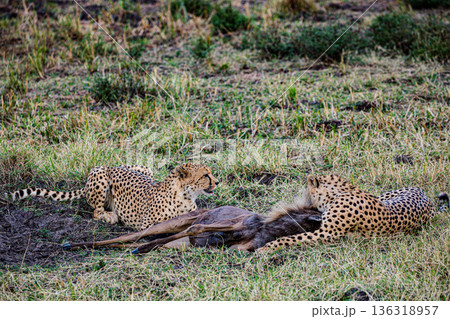 Kenya Photographers By Antony Trivet Photography Kenya Photographers By Antony Trivet Photography 136318957
