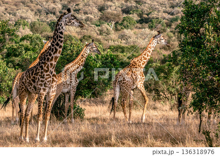 Kenya Photographers By Antony Trivet Photography Kenya Photographers By Antony Trivet Photography 136318976
