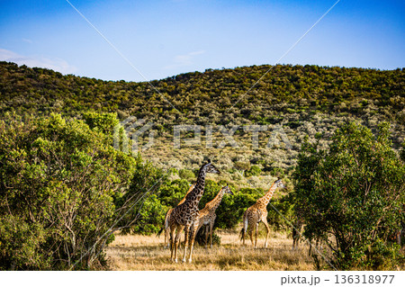Kenya Photographers By Antony Trivet Photography 136318977