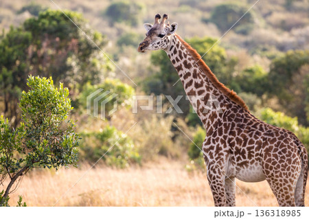 Kenya Photographers By Antony Trivet Photography 136318985