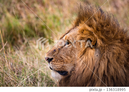 Kenya Photographers By Antony Trivet Photography 136318995