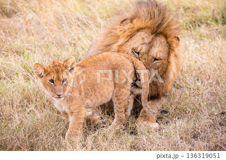 Kenya Photographers By Antony Trivet Photography Kenya Photographers By Antony Trivet Photography 136319051