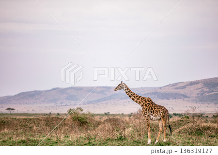 Kenya Photographers By Antony Trivet Photography 136319127