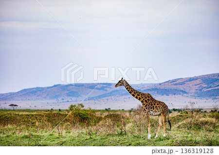 Kenya Photographers By Antony Trivet Photography 136319128