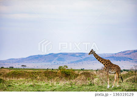 Kenya Photographers By Antony Trivet Photography 136319129