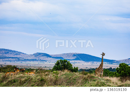 Kenya Photographers By Antony Trivet Photography 136319130