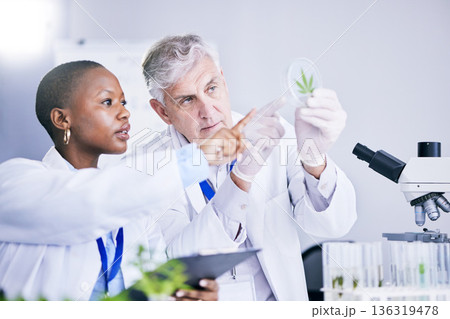 Scientist, team and analysis of marijuana leaf, science study for medical research and ecology in lab. Man, woman with weed plant in petri dish, check cannabis test sample and scientific experiment 136319478