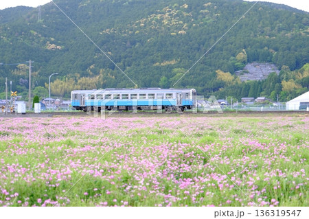 愛媛県西予市宇和町JR予讃線の汽車とレンゲ 136319547