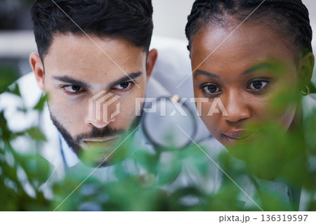 Plants, scientist or science team with magnifying glass for growth or medicine research in laboratory. Leaf, teamwork or scientific researchers with magnifier for agriculture development or studying 136319597