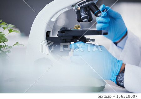 Weed, microscope or hands of scientist in laboratory research, marijuana experiment or analysis test. Innovation, biotechnology or science researcher studying with equipment to examine weed bud plant Weed, microscope or hands of scientist in laboratory research, marijuana experiment or analysis test. Innovation, biotechnology or science researcher studying with equipment to examine weed bud plant 136319607
