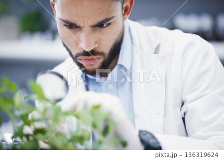 Weed, magnifying glass and scientist man in laboratory solution, growth check and analysis for medical research. Young science person and focus on plants, leaves and health medicine and investigation Weed, magnifying glass and scientist man in laboratory solution, growth check and analysis for medical research. Young science person and focus on plants, leaves and health medicine and investigation 136319624