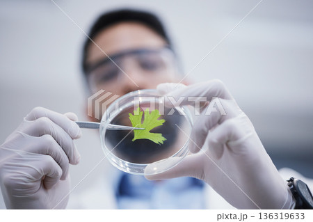 Research, man or scientist with plant sample for analysis, floral sustainability or leaf growth innovation. Hands blur, studying biotechnology or ecology expert in a laboratory for agro development Research, man or scientist with plant sample for analysis, floral sustainability or leaf growth innovation. Hands blur, studying biotechnology or ecology expert in a laboratory for agro development 136319633