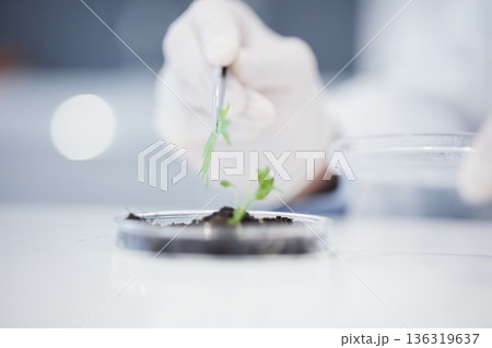 Plant science, research and closeup hands for analysis or a leaf for an investigation on growth. Innovation, medical and a scientist with a check for progress on ecology for sustainability in a lab 136319637