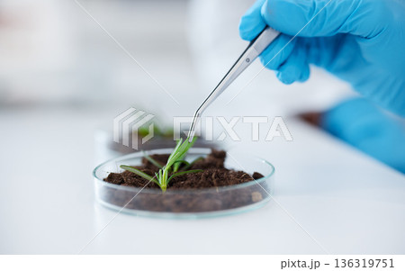 Hands, tweezer and science with plant for research, experiment and leaf. Scientist, medical professional and doctor with petri dish for botany, food study and agriculture for natural growth in lab. Hands, tweezer and science with plant for research, experiment and leaf. Scientist, medical professional and doctor with petri dish for botany, food study and agriculture for natural growth in lab. 136319751