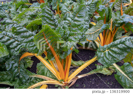 Colorful swiss chard with orange stems growing outdoors in vegetable garden 136319900