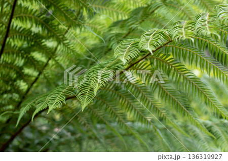 Ancient fern fronds. Prehistoric plant foliage background 136319927