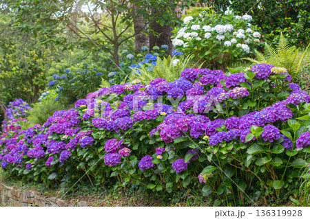 Colorful bigleaf hydrangeas blooming in lush forest garden Colorful bigleaf hydrangeas blooming in lush forest garden 136319928