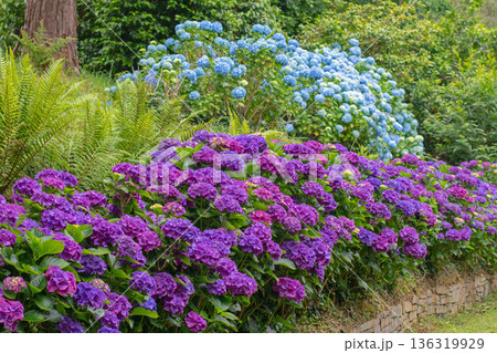 Bigleaf hydrangea blooming in woodland garden with ferns and trees Bigleaf hydrangea blooming in woodland garden with ferns and trees 136319929