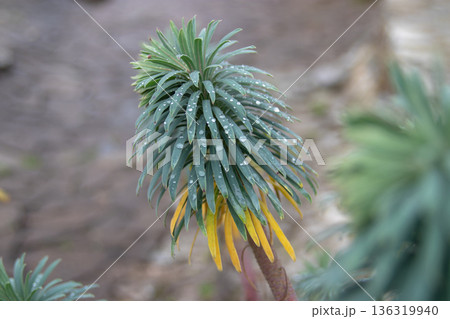 Euphorbia characias branch with water droplets. Mediterranean spurge close-up 136319940