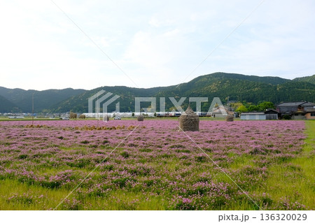 咲きほこるレンゲの花とわらマンモス 136320029